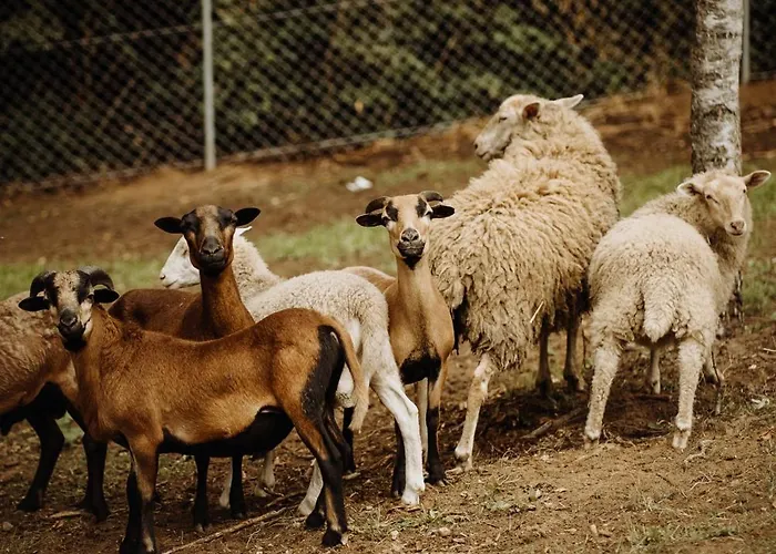 Przystanek Glinca 캠프장 Zelewo